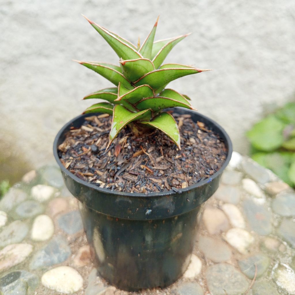 sanseviera hybrid tower