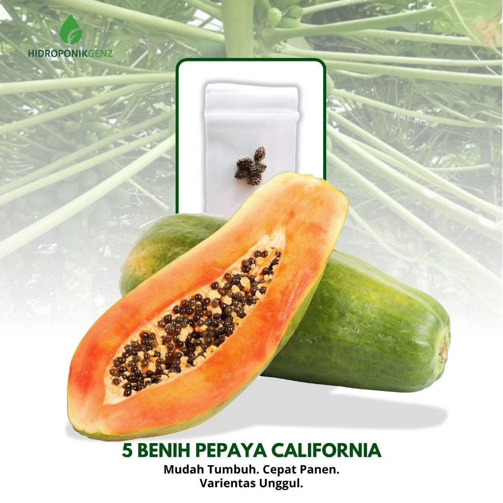 Benih Pepaya | 5 Bibit Buah Pepaya California F1 Hibrida