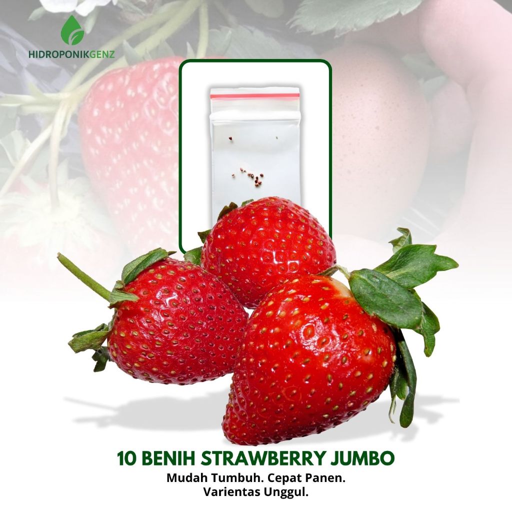 Benih Strawberry | 10 Benih Buah Strawberry Jumbo Unggul