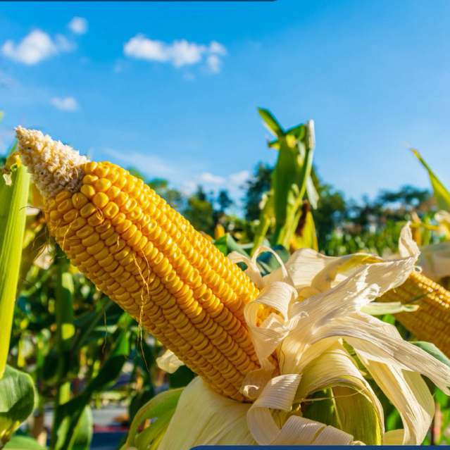 500 BENIH JAGUNG MADU JAGUNG MANIS