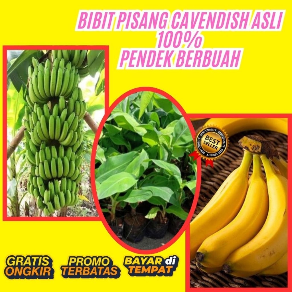 BIBIT SUPER  Tanaman Pisang Cavendish Pendek  Tanaman Pisang Cavendish Super  Tanaman Pisang Cavendi