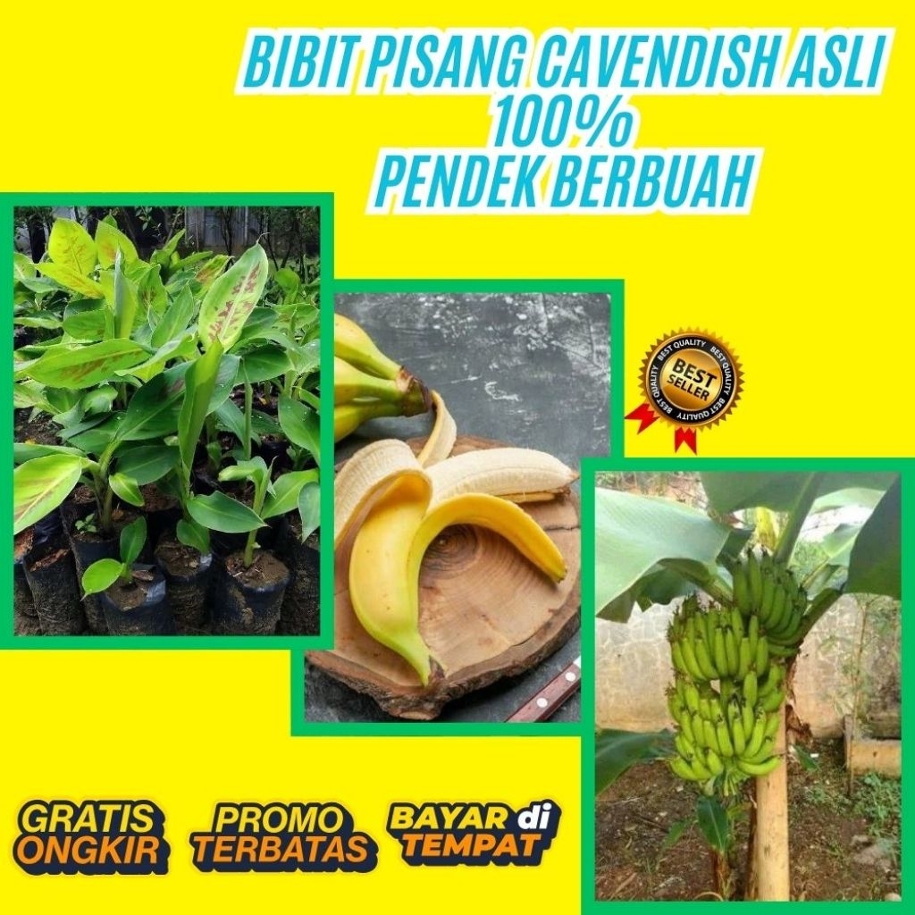 ASLI  Pohon Pisang Cavendish Mini Pohon Pisang Cavendish Pendek  Pohon Pisang Cavendish Sunpride