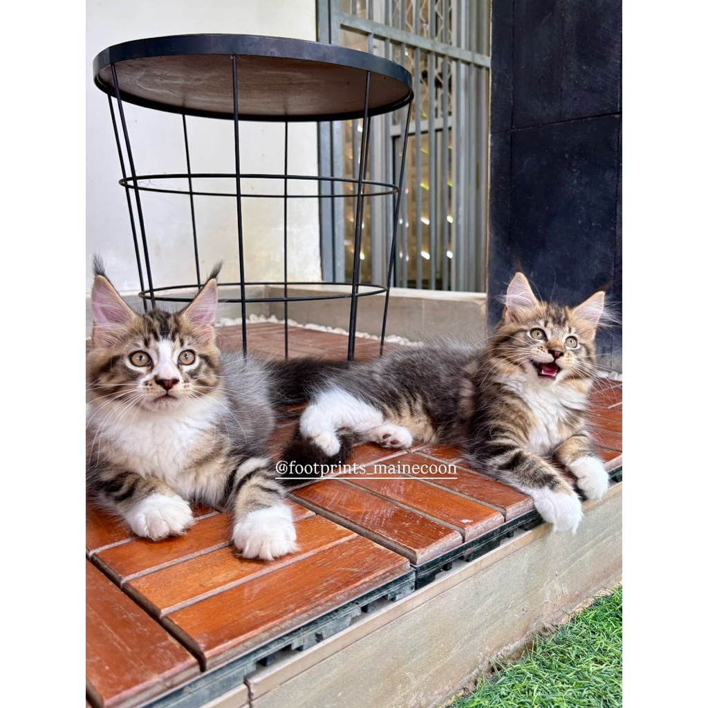 Kitten Maine Coon Kucing Mainecoon