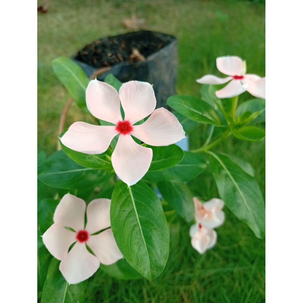 Tanaman hias bunga tapak dara/ vinca apricot juntai