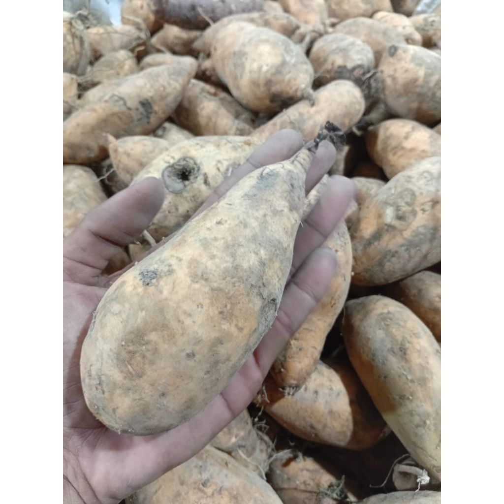 1kg Ubi cilembu madu ubi cilembu asli ubi madu cilembu