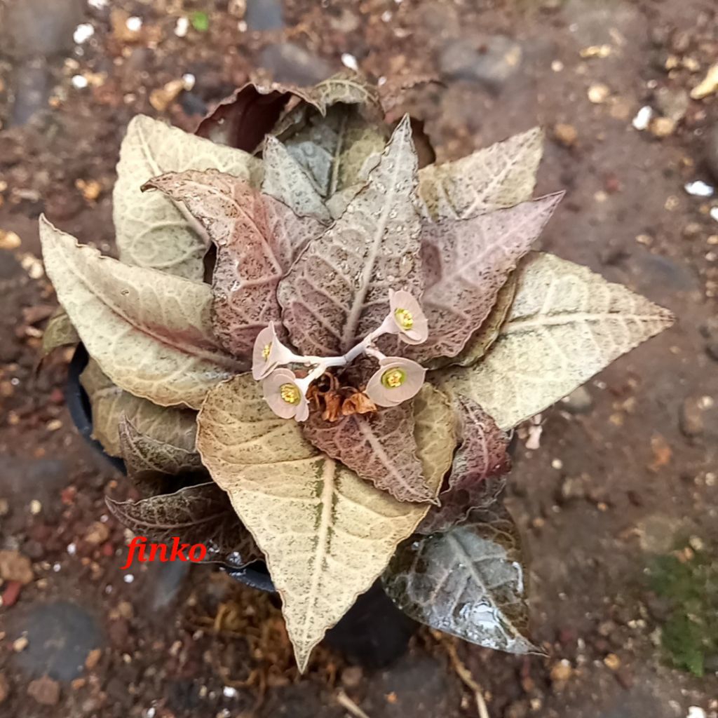 euphorbia francoisii hybrid 'coppertone'