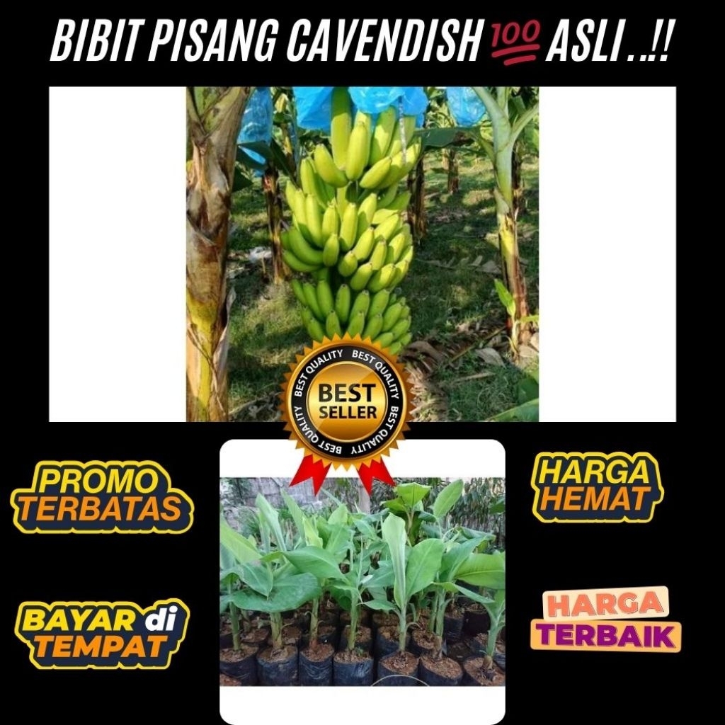 BIBIT BERKUALITAS  Bibit Pisang Cavendish Foto Bibit Pisang Cavendish G9 Bibit Pisang Cavendish Harg