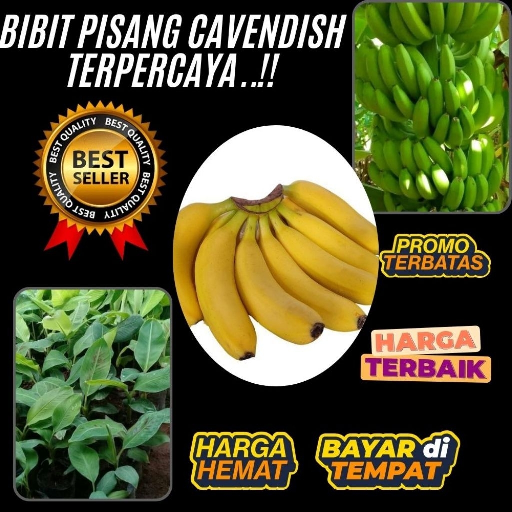 STOK TERBATAS  Pohon Pisang Cavendish Dalam Pot Pohon Pisang Cavendish Harga  Pohon Pisang Cavendish