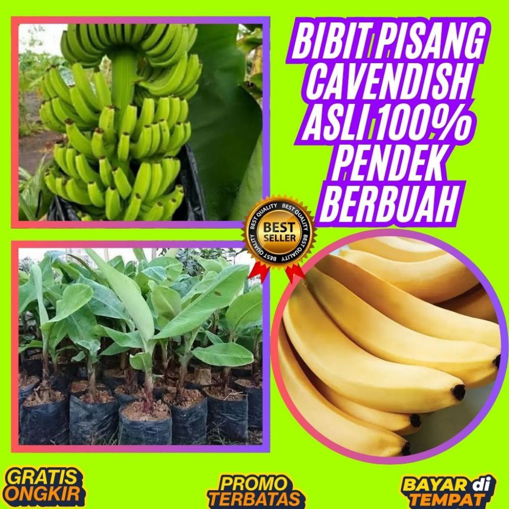 STOK TERBATAS  Benih Pisang Cavendish Mini Benih Pisang Cavendish Pendek