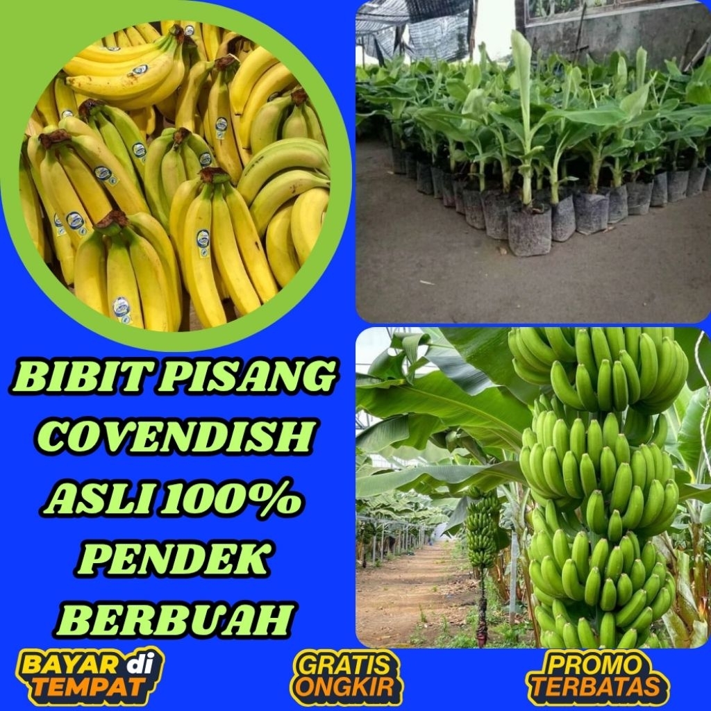 TERBUKTI ASLI  Bibit Pisang Cavendish G9