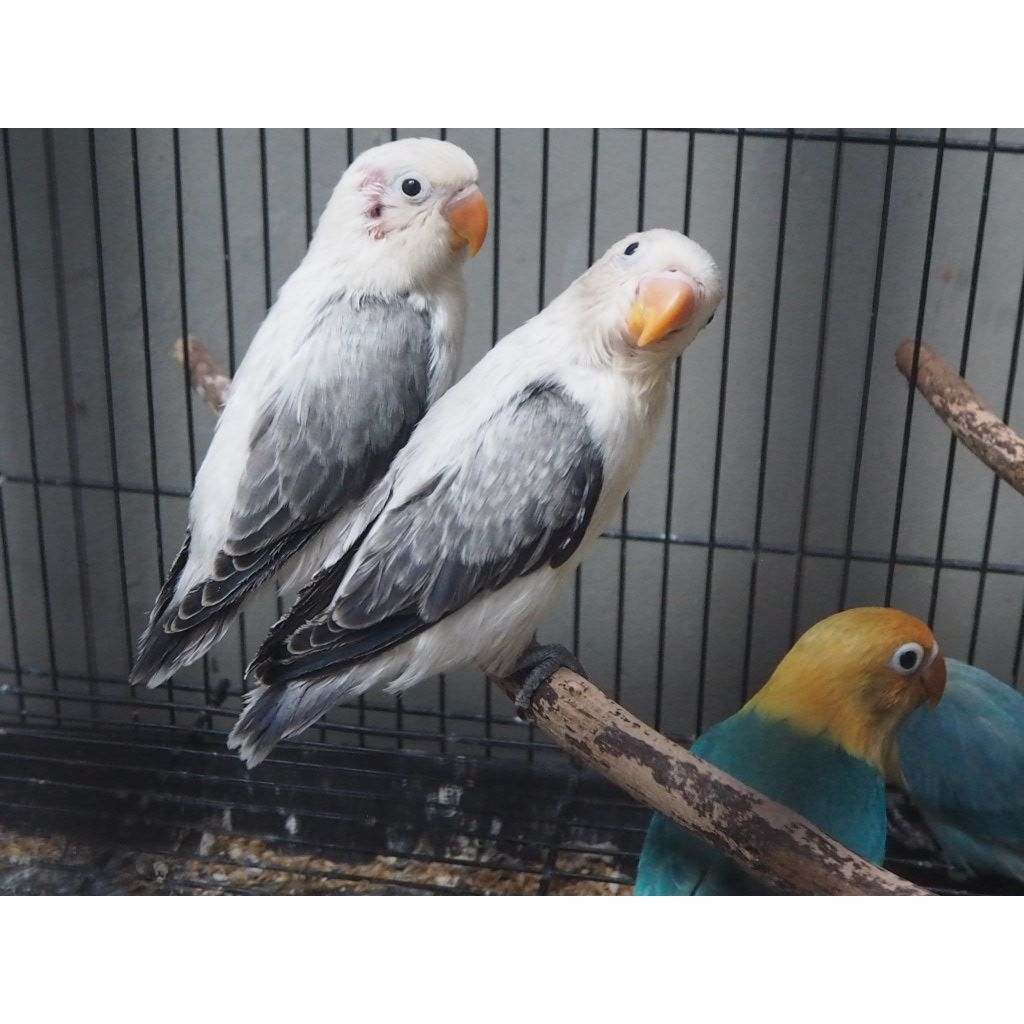 Lovebird Biola Ewing Blue Violet Mouve
