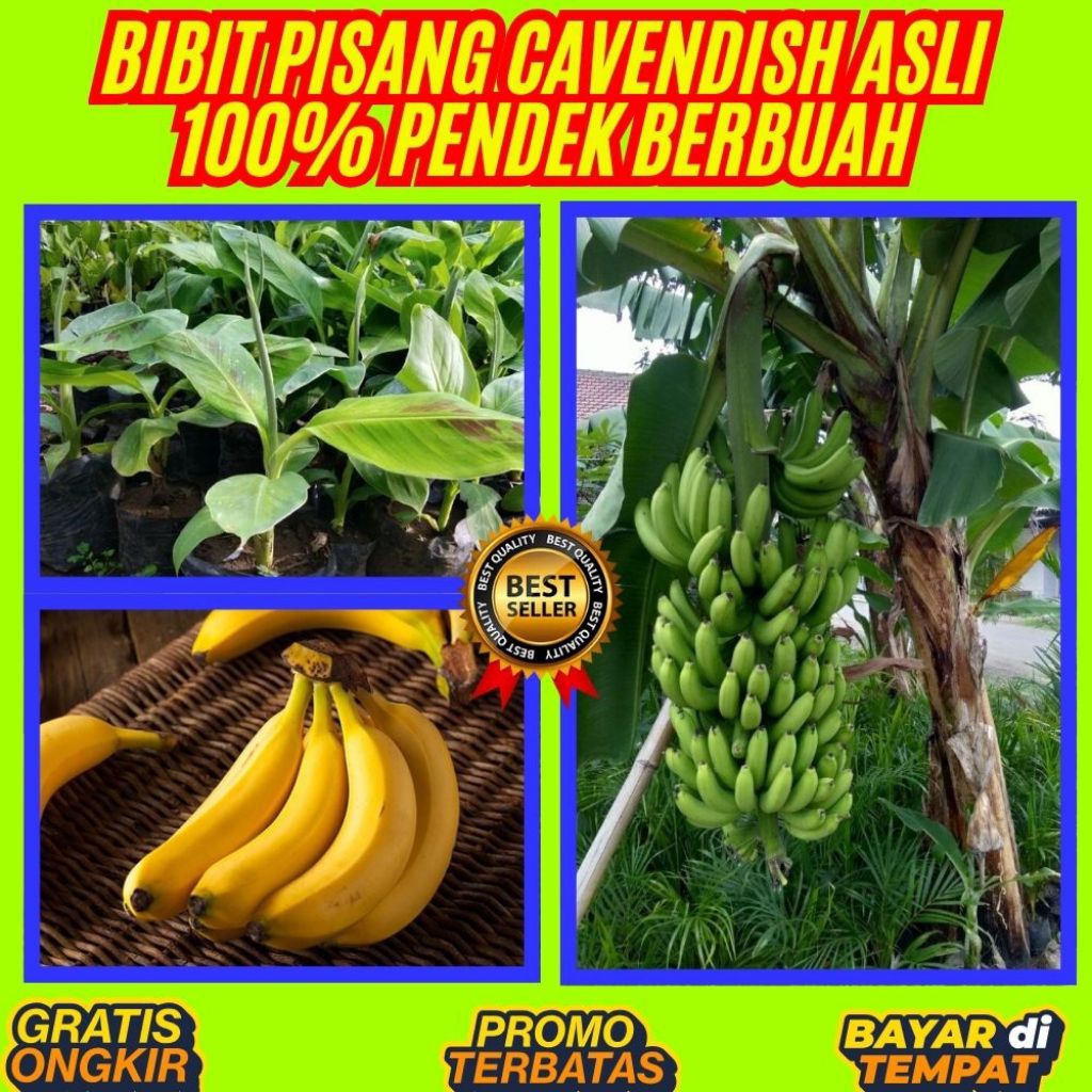 100% ASLI  Bibit Pisang Cavendish Sunpride Bibit Pisang Cavendish Shopee  Bibit Pisang Cavendish Sup