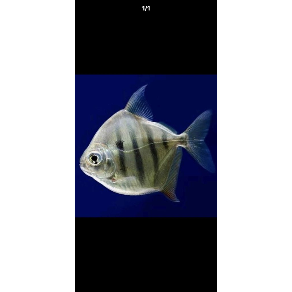 jual dollar fasciatus 10-11 cm