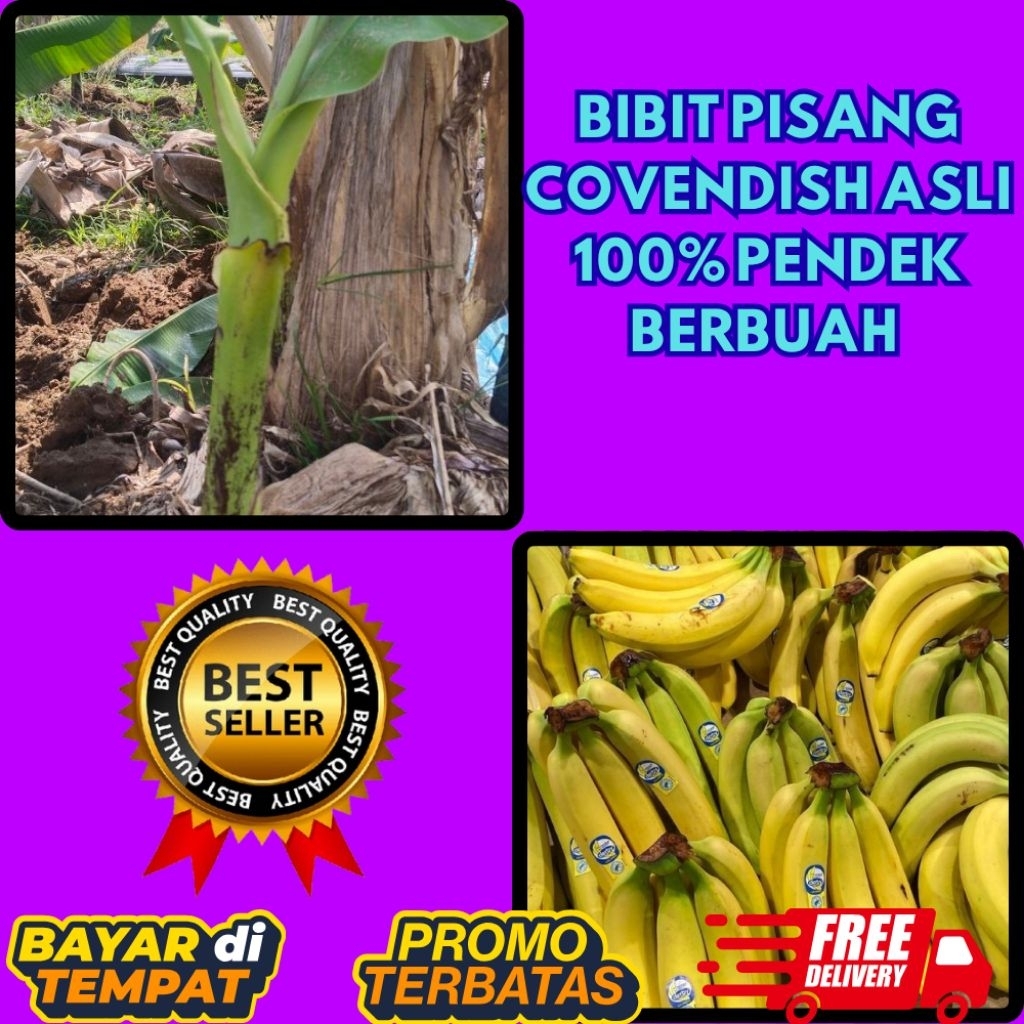 ASLI  Pohon Pisang Cavendish Mini