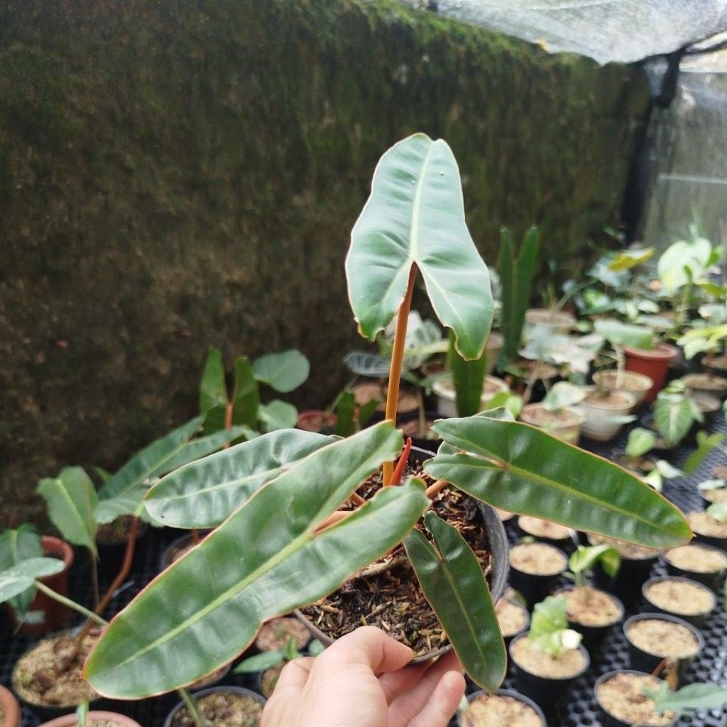 Tanaman Philodendron Bilitiae Hijau / Kabel Busi Hijau ORI