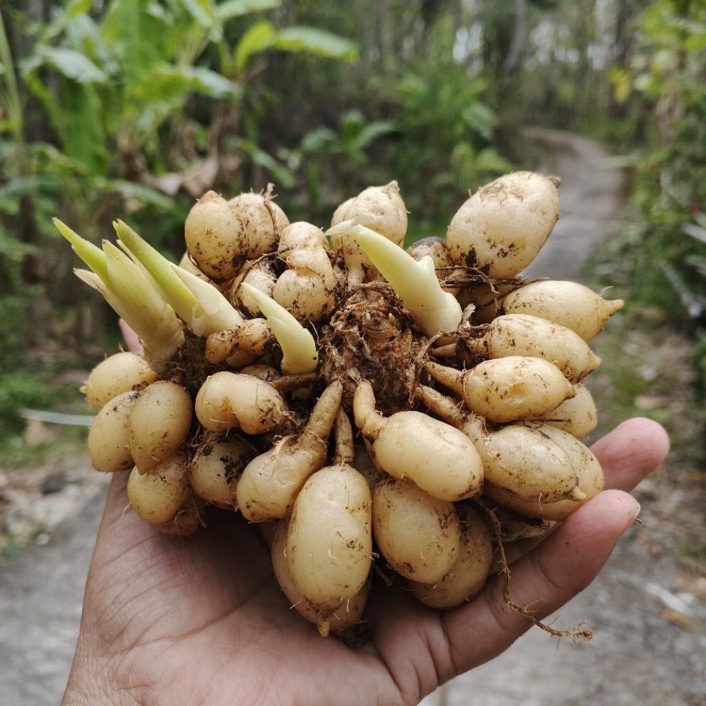 Kunyit Putih / Kunir Putih / Kunyit Gombyok Segar asli dari Gunungkidul