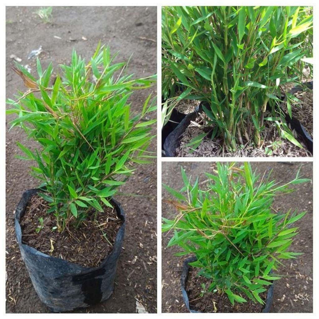 tanaman hias bambu micro atau bambu jepang keadaan rimbun