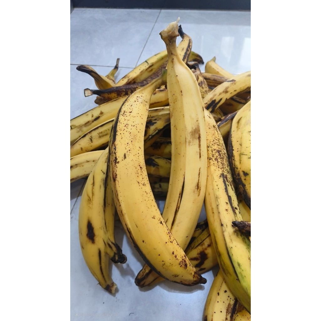Pisang tanduk super sukabumi