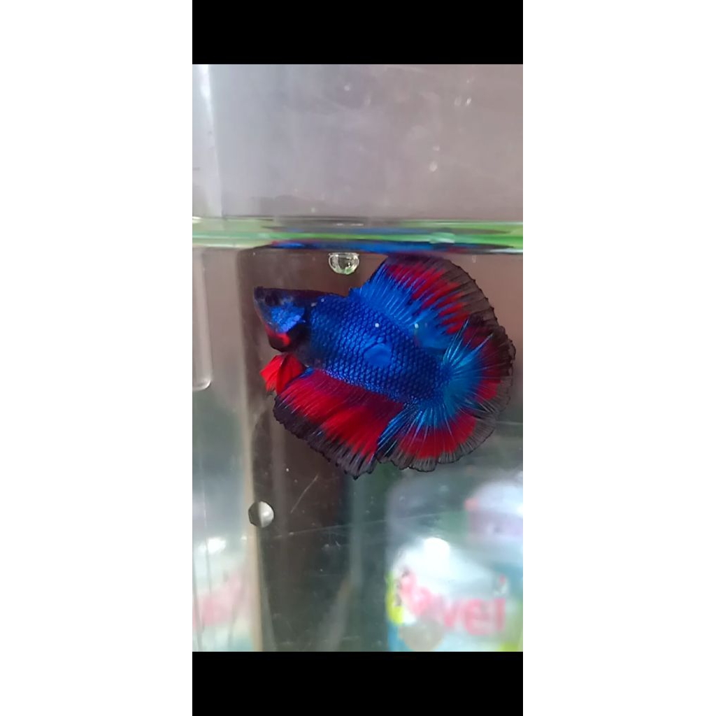 CUPANG HMDT multycolor bagus