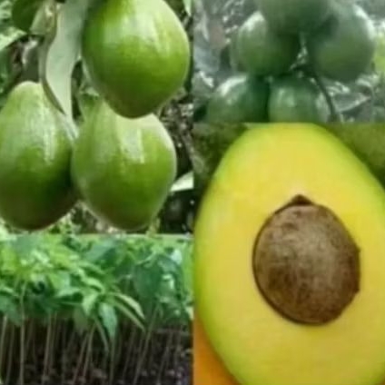bibit buah alpukat Miki siap berbuah