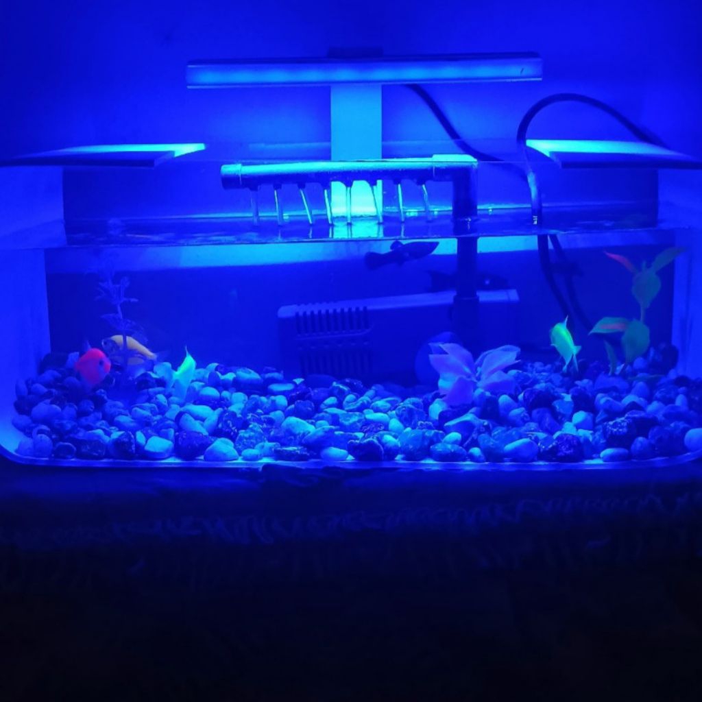 lampu led aquarium mini 5v banyak pilihan warna dan ukuran jumlah mata buat aquarium , aquascape