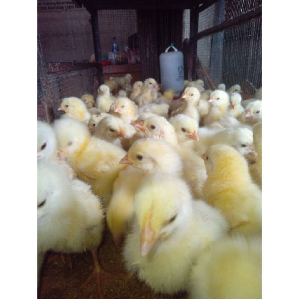 Doc Ayam broiler Super vaksin Grade C