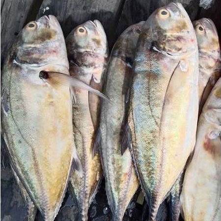 Ikan Kuwe Bongkok Kuwe Tengkek Segar Seafood Hasil Laut Segar 1 Kg