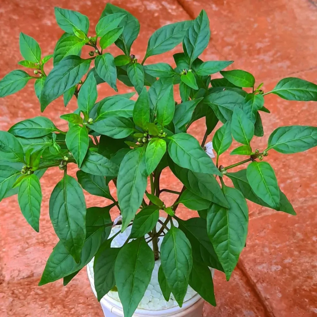 (PROMO) TERMURAH bibit tanaman cabe rawit siap berbuah / CABE RAWIT PREMIUM siap berbuah / bibit tan