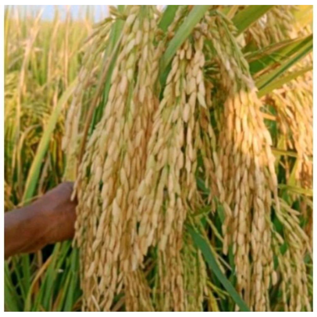 BENIH PADI UNGGUL CIHERANG MIX 32 SUPER 1KG