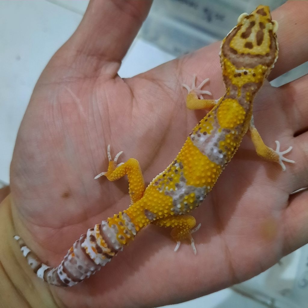 Mabinan Anak Betina / Female Gecko Leopard Bell Lavender A