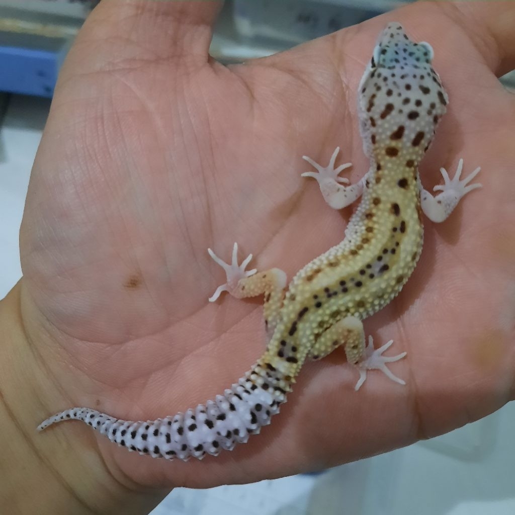 Mainan Asli Gecko Leopard Macksnow Reverse stripe