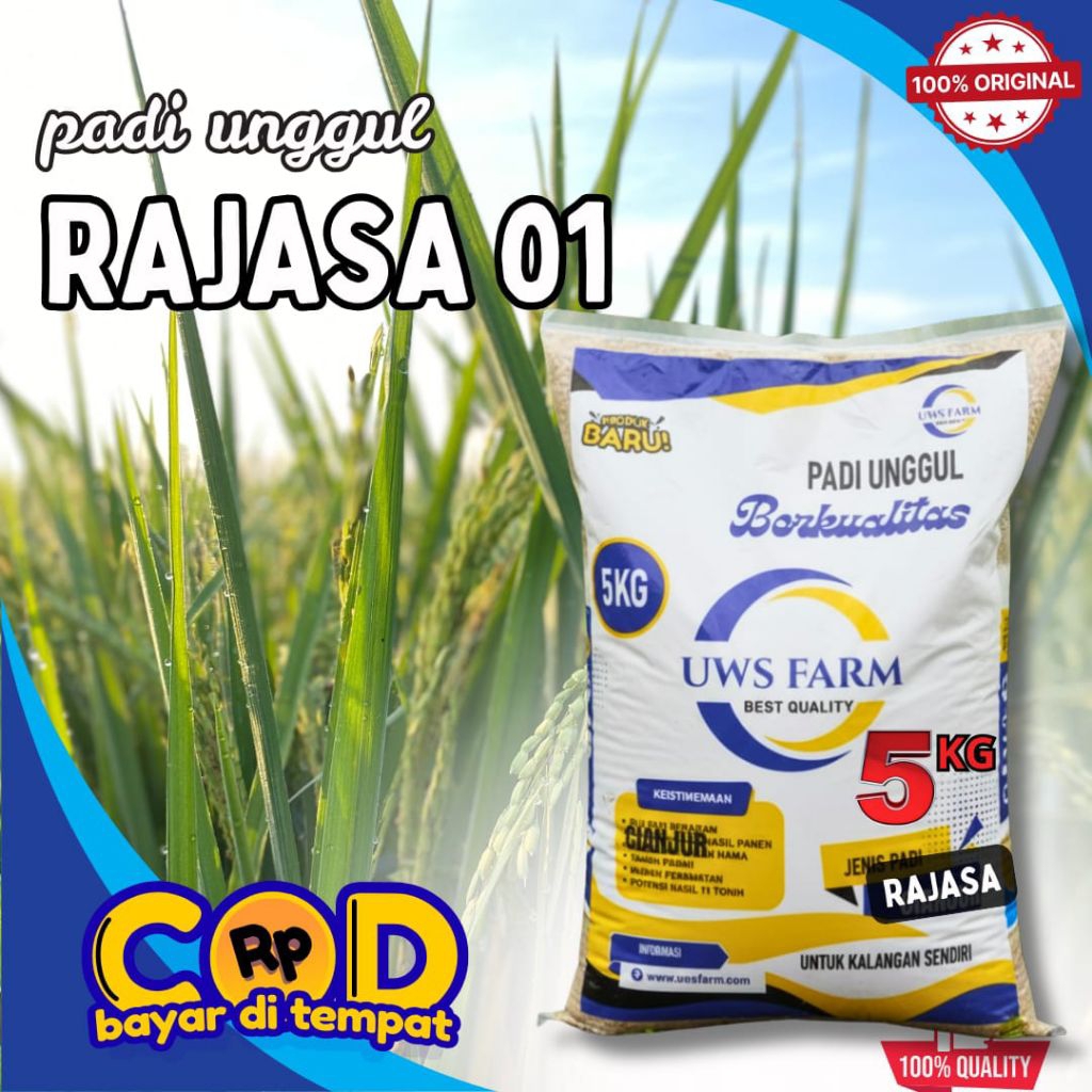 BENIH PADI RAJASA 01 5KG, PADI 1000 BULIR