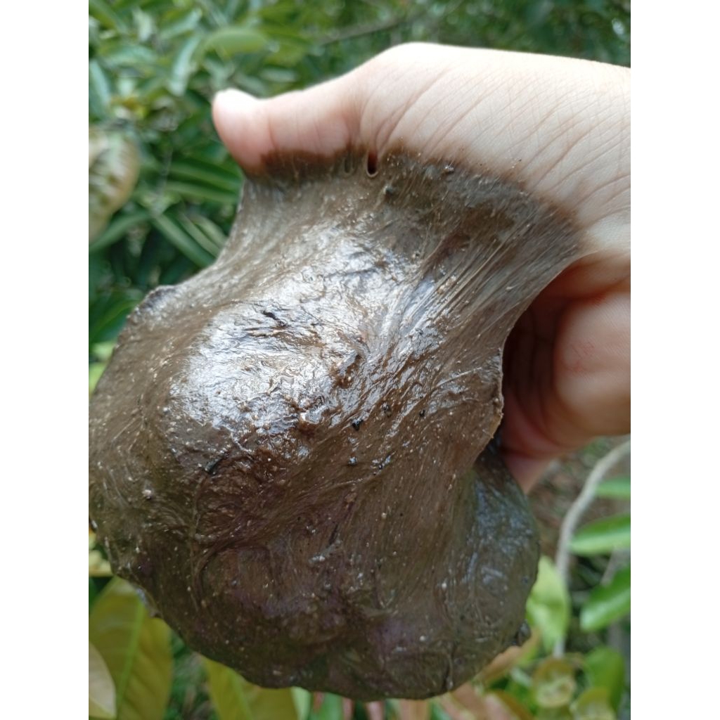 pulut burung super lengket anti Jong berat 100 gr/ 1ons