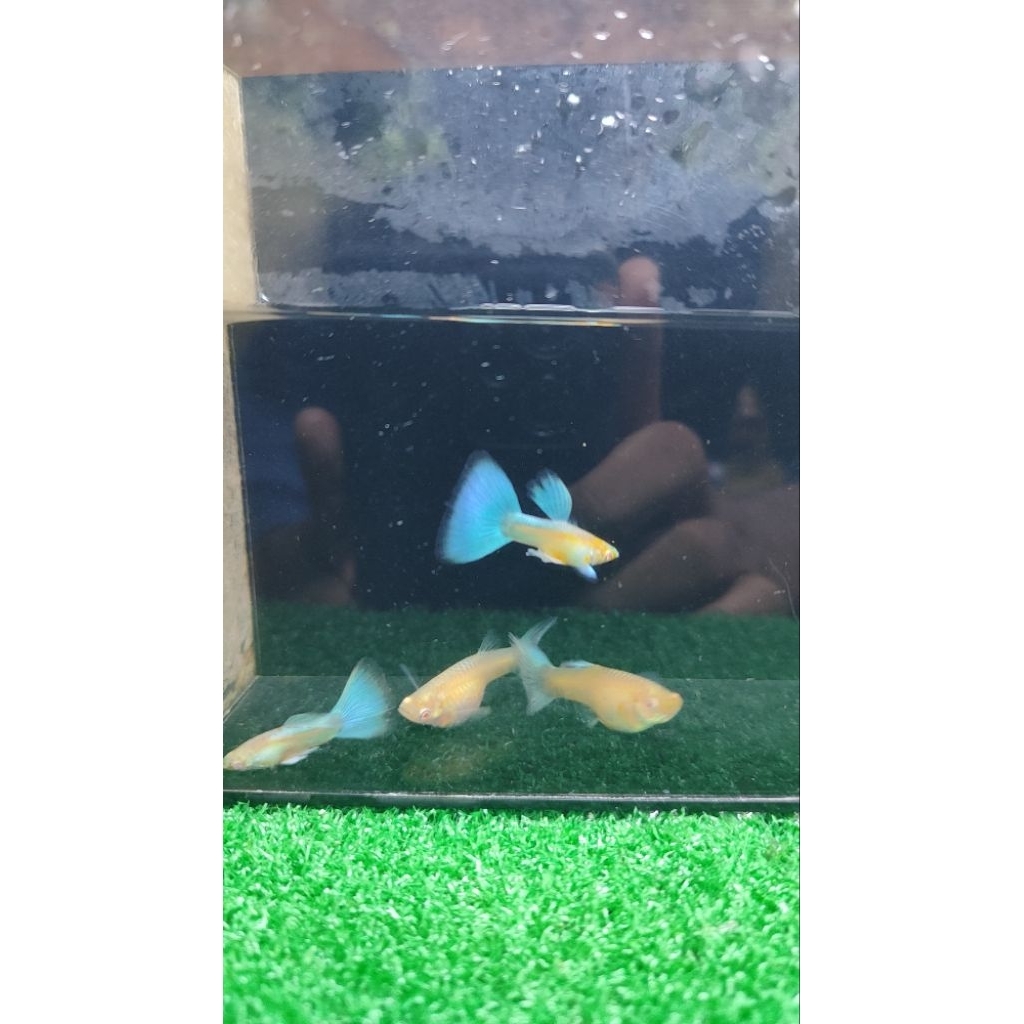 Hiasan Aquarium | Guppy Albino Sky Blue (Topaz)