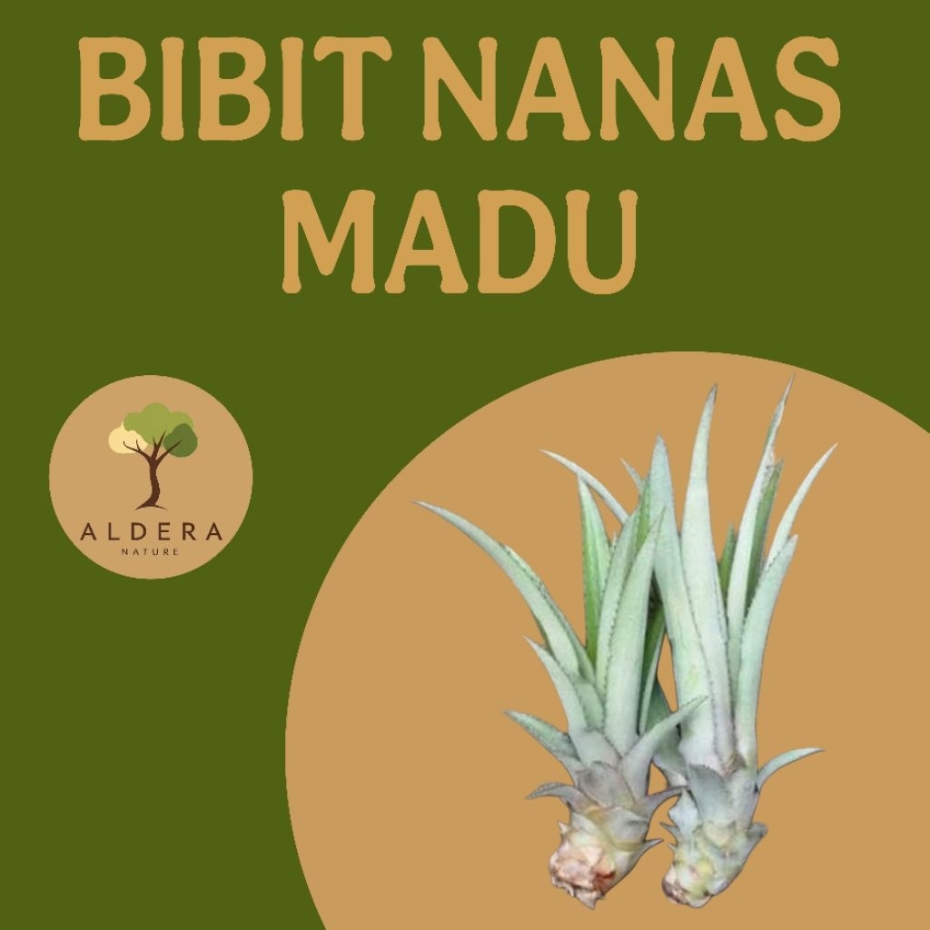 Bibit Nanas madu