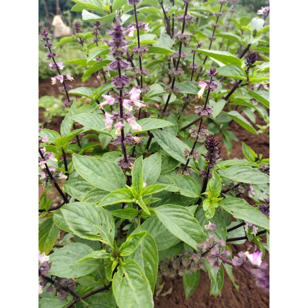 bibit tanaman biji selasih basil kemangi thailand