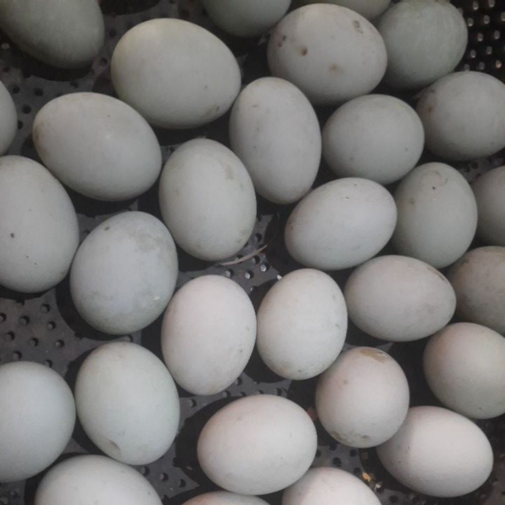 Telur Bebek Goek Fertil