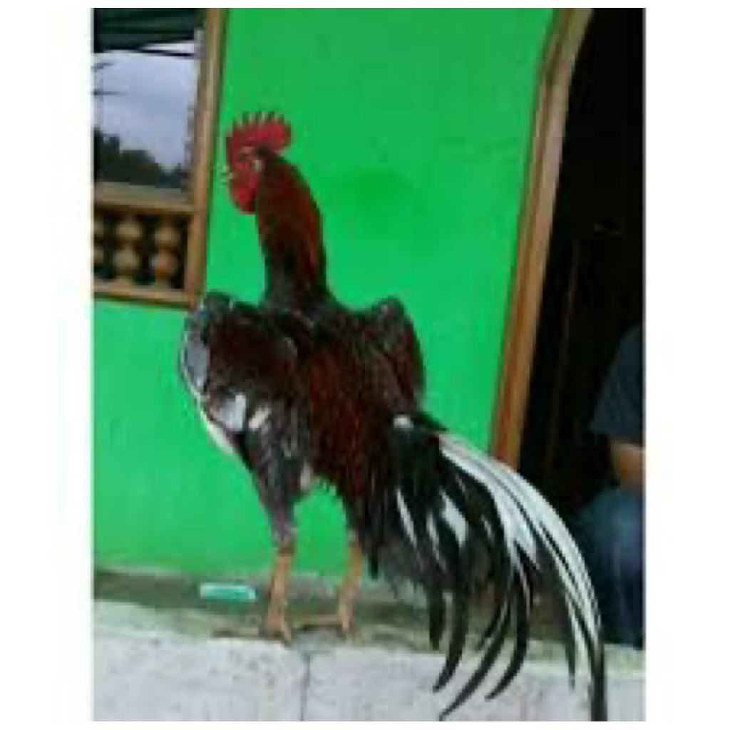 TELUR FERTIL AYAM BIRMA UNTUK DIBTETASKAN