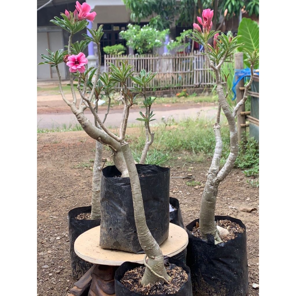 Adenium Kamboja Jepang ID Swallow Tinggi ±60 cm – Bonggol Unik Bunga Cantik Siap Mekar