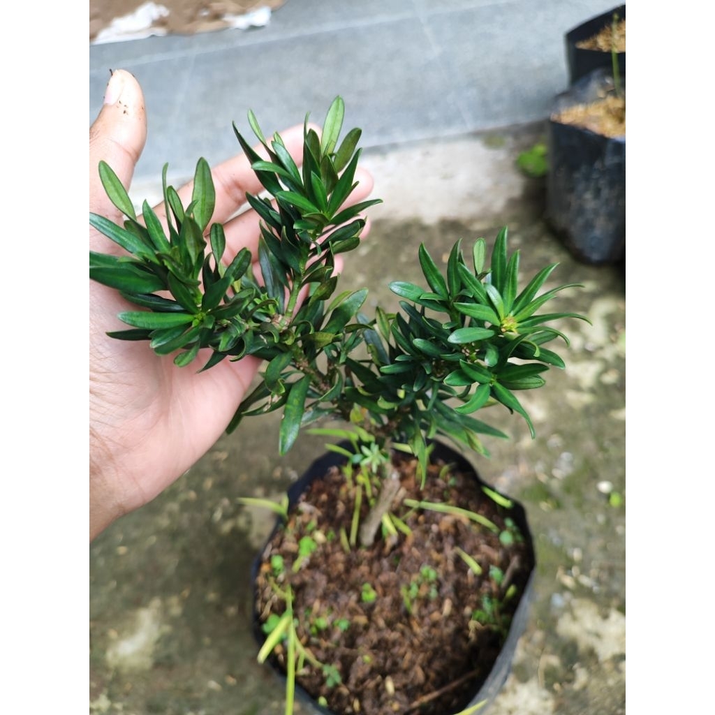 Bahan Bonsai Lohansung Twister/ Lohansung Bluethypoon