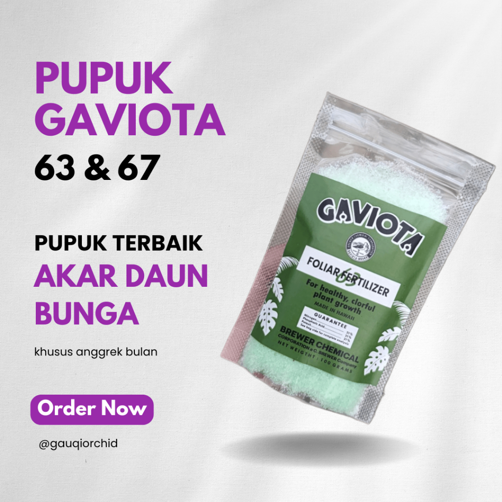 PUPUK GAVIOTA 63 & 67 PERTUMBUHAN AKAR DAUN DAN BUNGA UNTUK ANGGREK BULAN