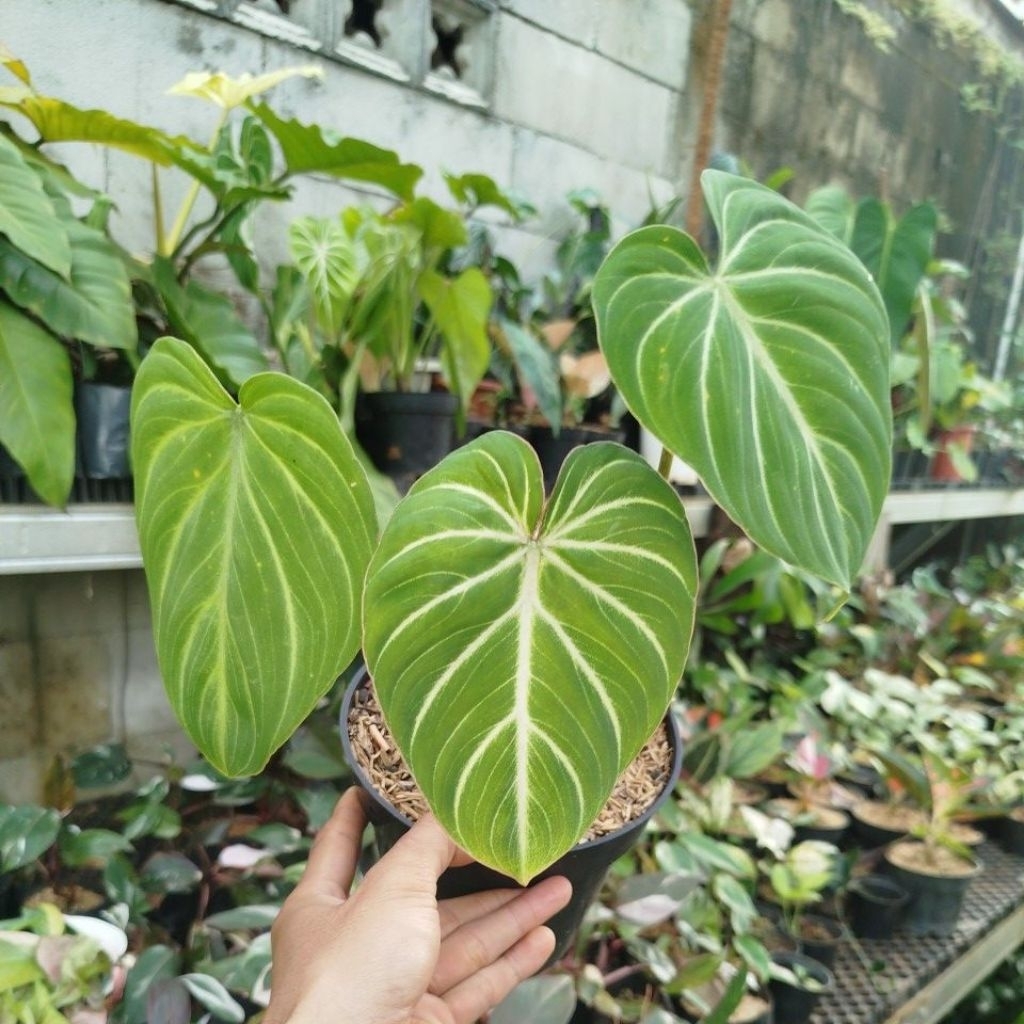 Tanaman Philodendron Gloriosum White Vein