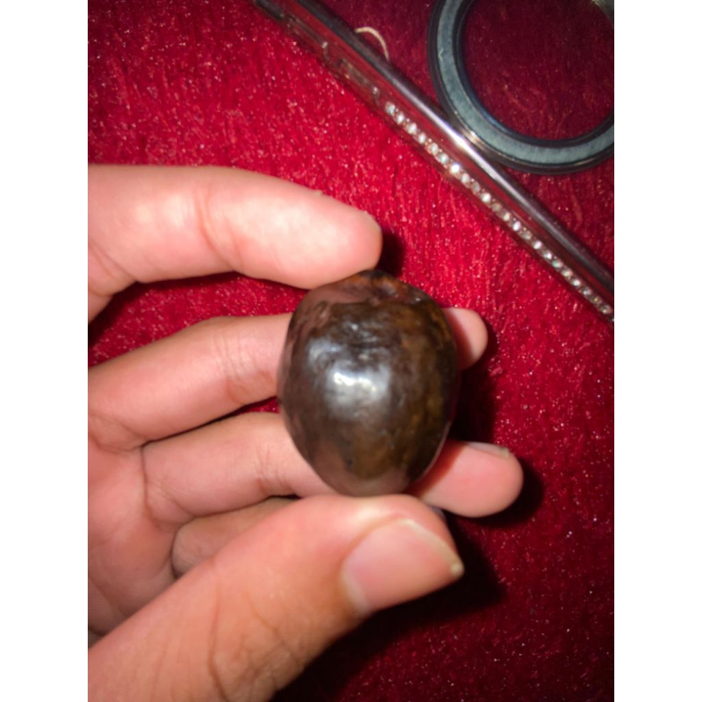 Muncang Jawa pedang siap adu udah poin 5kali