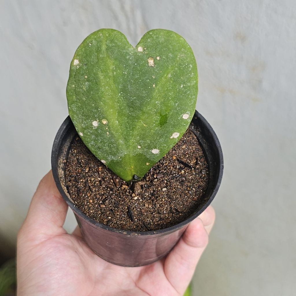 Paket KAKTUS SUKULEN Hoya Kerrii Love - Tumbuhan Hidup Tanaman Hias Asli Murah Makassar