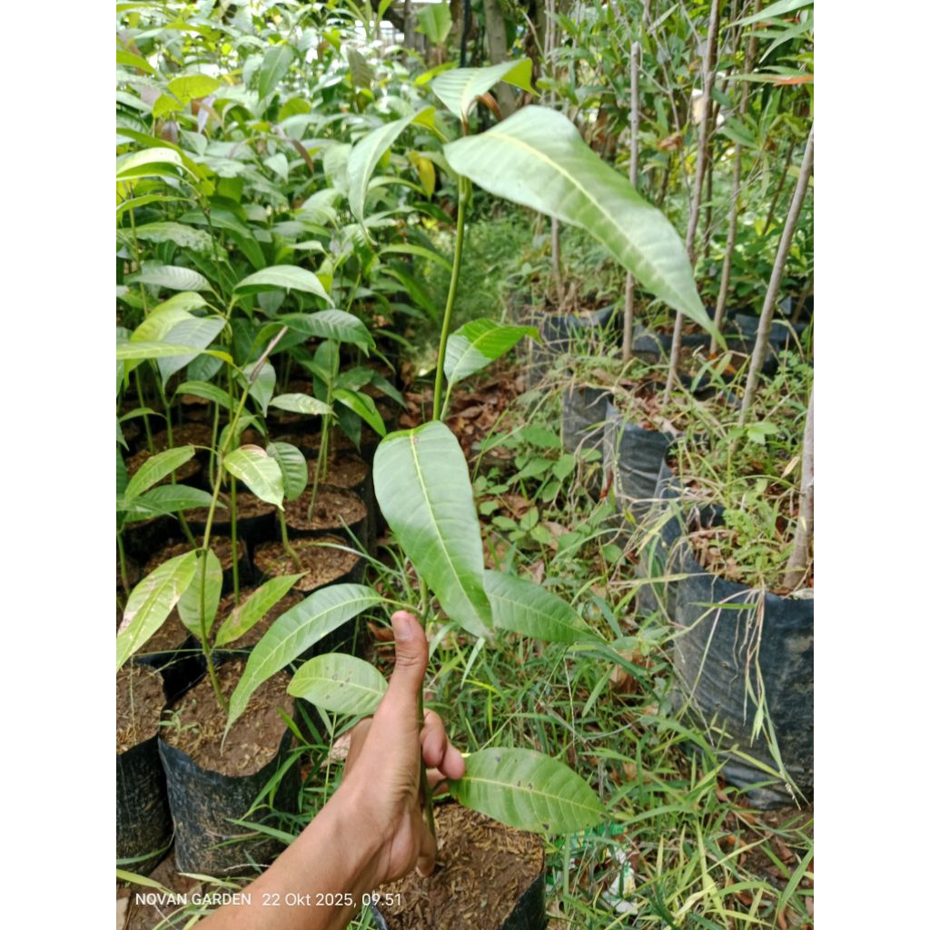 seedling mangga siap sambung | untuk bahan sambung pucuk | cocok untuk belajar sambung pucuk, sambun