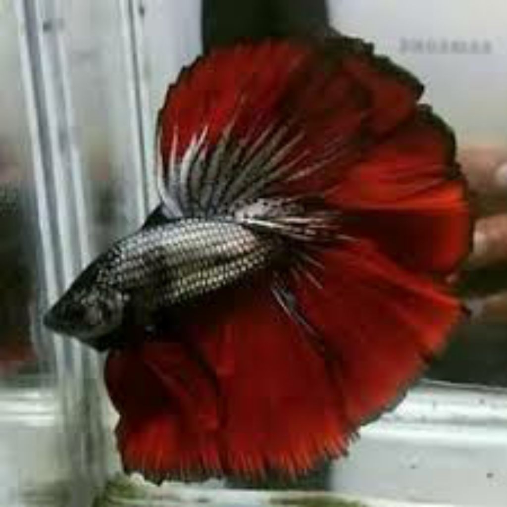 halfmoon super giant