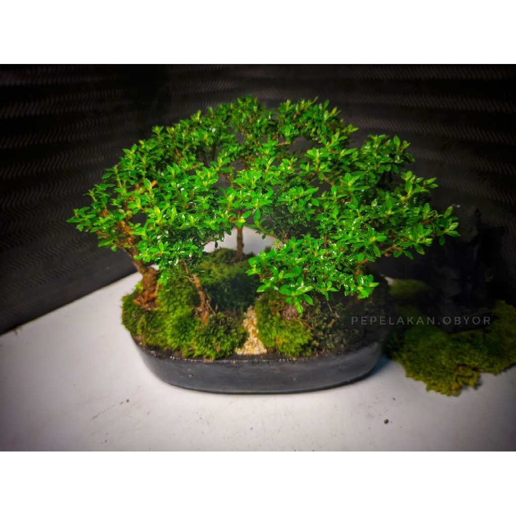 BONSAI SIAP PAJANG SERISSA JAPONICA SUPER MICRO BONSAI SERIBU BINTANG PENJING FOREST KARAKTER/ BONSA