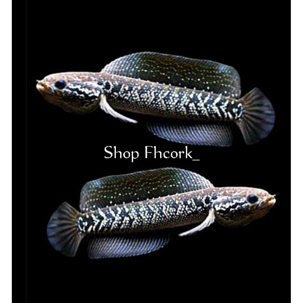 Channna -Asiatica Ws Pull Mutiara +Gondong BabyBarbar 7-8 cm