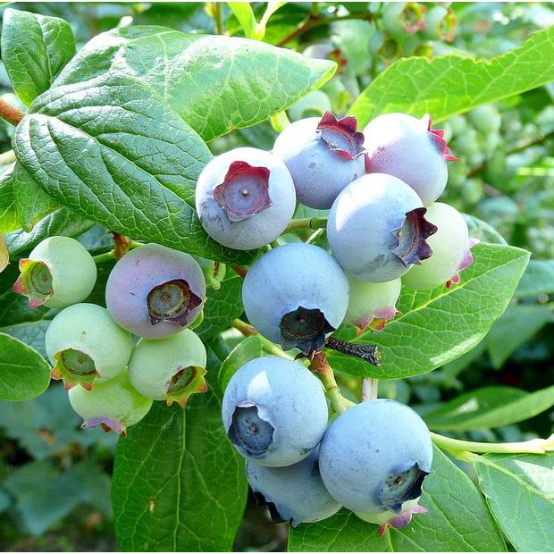 bibit blueberry