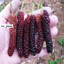 Paket bibit long murbei merah,long murbei putih,kesemek